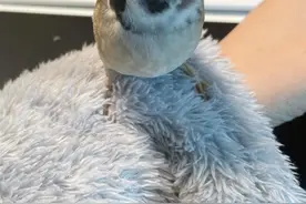 意外不？我的“宝贝儿”是麻雀图片