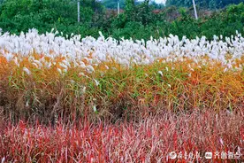 壹图集｜夏张镇：秋风起，芦苇荡图片