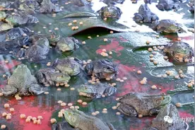 【乡村振兴】太“蛙”塞了吧！年产值高达800万元！柳北这个村产业致富“顶呱呱”图片