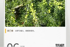 湖湘自然历丨林中采药去⑯跟着苏东坡，酿一坛天门冬酒图片