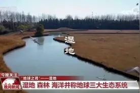 到底什么是湿地？一起去揭开它神秘的面纱图片