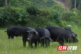 打好土猪翻身仗，“湘村黑猪模式”为什么能行？图片