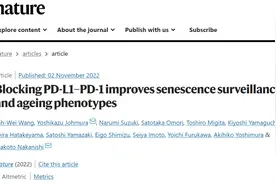 《自然》：免疫治疗或能抗衰老！科学家发现衰老细胞会表达PD-L1，逃避T细胞的杀伤，PD-1抑制剂可消除衰老细胞、改善衰老表型图片