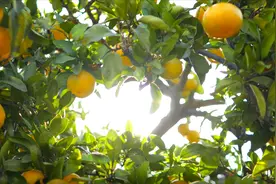 “香甜”全县！雪峰蜜桔成为洞口的“致富密码”图片