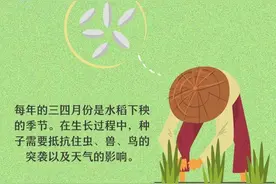 假如亲历稻谷的一生：一粥一饭，当思来处不易图片