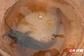 “十年禁渔”见成效！江豚两次现身湘江望城段，浏阳河发现稀有鱼图片