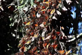 墨西哥迎来今年首批越冬帝王蝶图片