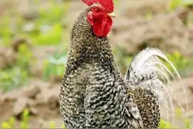 马汀：芦花鸡串亲（宠物生涯）图片