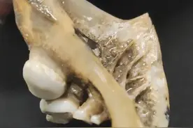 男孩江边捡到奇怪骨头，是珍贵化石吗？专家回应图片