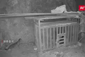 生态好了！国家二级保护动物豹猫现身湖南娄底图片