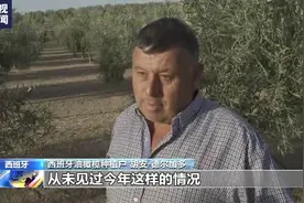 高温干旱致西班牙油橄榄大幅减产 重创橄榄油市场图片
