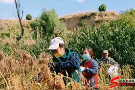 秋收忙 美丽乡村处处好“丰”光图片