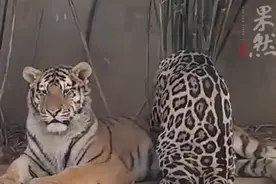浙江一动物园出现“打工豹”，不停在老虎身上“按摩”图片