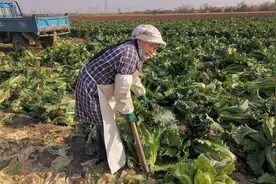 玉田包尖白菜上市 曾经的冬储当家菜变身礼品菜图片