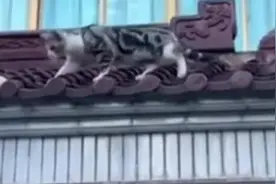 小猫屋檐上帮主人智取羽毛球视频封面