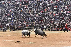 壮观！贵州乡村斗牛比赛气氛不输“村BA”，从业者：赛前灌烈酒图片