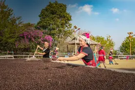 云南咖啡豆是否困在香精里？专家及咖啡从业者这样说……图片