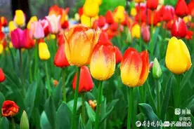 幸福在你身后图片