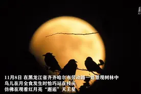 月朦胧 鸟朦胧图片