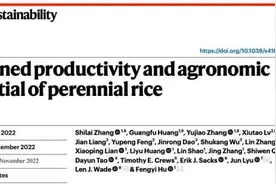 突破！中国成功创制多年生稻：播种一次可连续种植4年，每年收获2季图片