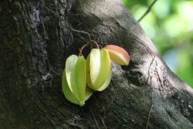 星星果——杨桃丨花颜鸟语图片