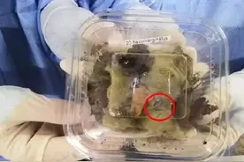 海关查获异宠鼠妇137只图片