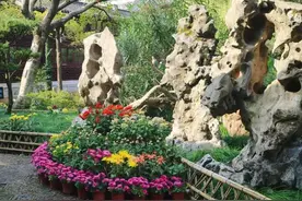 金秋时节，菊韵飘香，申城各公园的菊花展纷纷上线图片