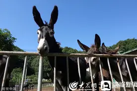 凌晨三点，年轻人都在手机上看什么？修不完的驴蹄，赶不完的海……图片