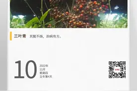 湖湘自然历丨林中采药去⑳平常“三叶草”，天然抗生素图片