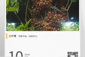 湖湘自然历丨林中采药去⑳平常“三叶草”，天然抗生素图片