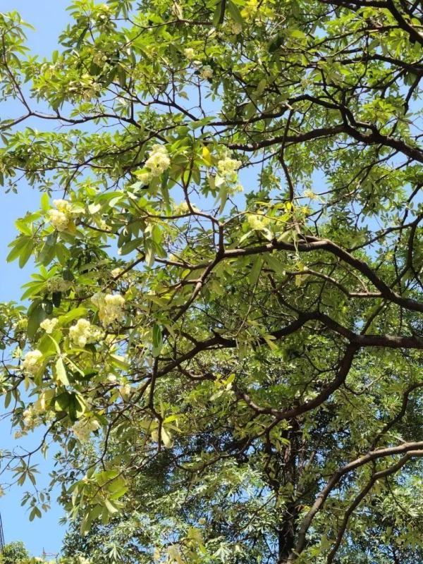 胶花有毒吗 2025年胶花有收藏价值吗