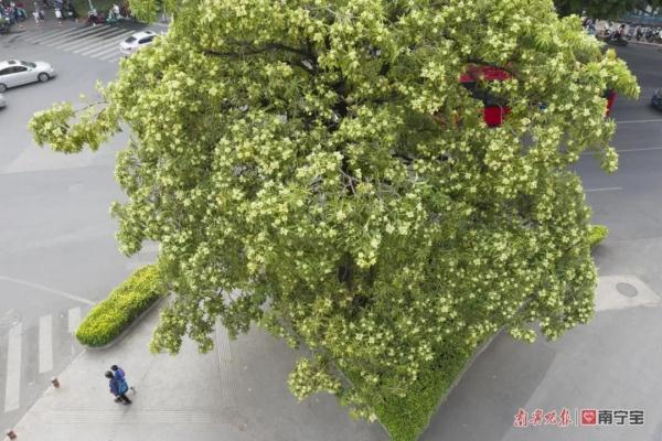 胶花有毒吗 2025年胶花有收藏价值吗