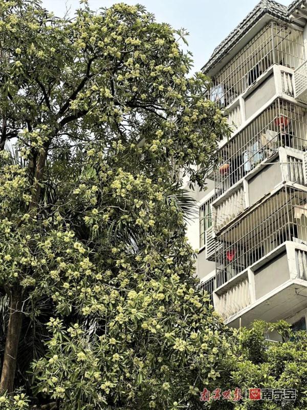 胶花有毒吗 2025年胶花有收藏价值吗