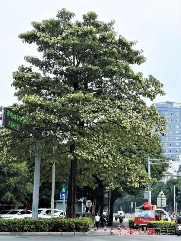 胶花有毒吗 2025年胶花有收藏价值吗