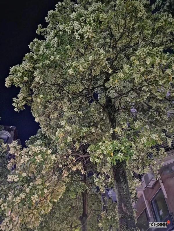 胶花有毒吗 2025年胶花有收藏价值吗