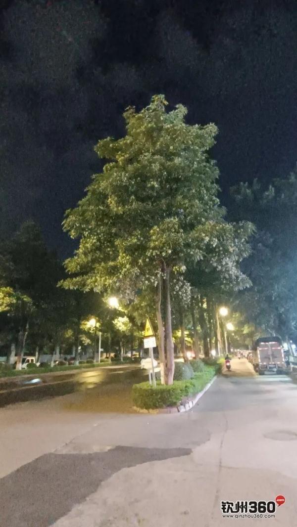 胶花有毒吗 2025年胶花有收藏价值吗