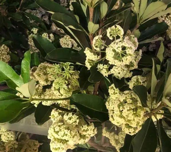 胶花有毒吗 2025年胶花有收藏价值吗