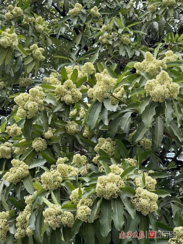 胶花有毒吗 2025年胶花有收藏价值吗