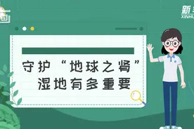 科画｜守护“地球之肾”湿地有多重要图片