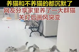 网友分享家里养了一大群猫 关灯后画风突变图片