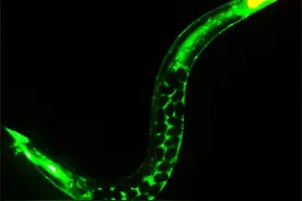 新研究揭示了生殖系统是如何加速衰老和恶化健康的图片