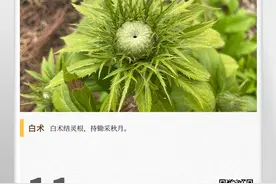 湖湘自然历丨林间采药去㉑白术，白者多补，“术”要念zhú图片