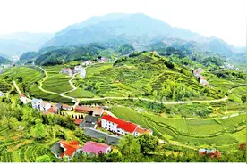 天然氧吧品香茗——英山县推进茶产业链建设纪实图片