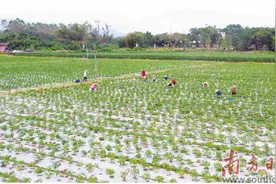 塘口镇首批软皮青椒丰产又增收图片