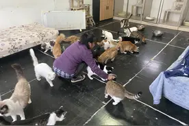 北京流浪动物救助者李林：“让它们都有一个家”图片