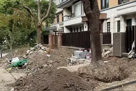 小区两棵大树险些“搬家”物业无责？图片