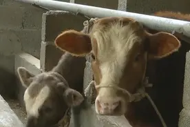 贵州三农 | 凤冈：肉牛养殖让村民增收致富图片