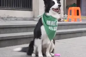 边牧独自看摊按铃送出50颗鸡蛋，网友：送它去上学吧图片