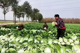 五万斤白菜滞销七旬老人犯愁 爱心企业出手相助图片