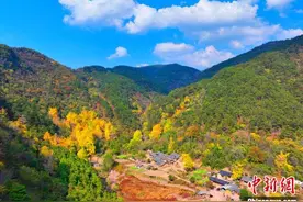 湖北钟祥娘娘寨：千年银杏 满目金黄图片